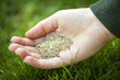 Foto: Hand holding grass seed Hand holding grass seed