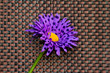 Purple flower on textured background