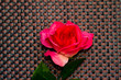 Pink rose on textured background