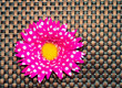 Pink flower on textured background