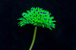 Green flower on black background