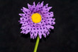 Purple flower on black background