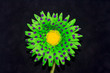 Green flower on black background