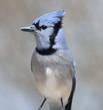 Photo: Blue Jay Bird Blue Jay Bird