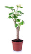 Small tree in pot isolated on white