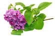 Beautiful Bunch of Lilac on table.