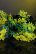 Sprigs of mimosa on bright background