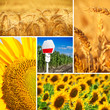 Corn, Wheat and Sunflower Collage