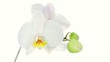White orchid on a white background