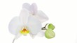 White orchid with drop of water on white background