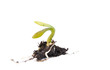 germination