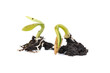 germination d'une graine