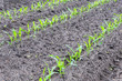 Rows of young maize plants in earth