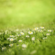 daisy flowers