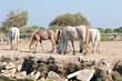 chevaux en Camargue