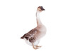 Brown domestic goose isolated on a white background