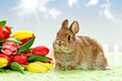 Foto: Baby Kaninchen mit Blumen Baby Kaninchen mit Blumen