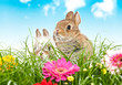 Foto: Baby Kaninchen au einer Blumenwiese Baby Kaninchen au einer Blumenwiese