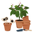 room flower and flower pots