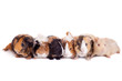 Photo: Group of 6 guinea pigs on a white background Group of 6 guinea pigs on a white background