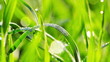 green grass