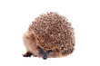 European hedgehog (Erinaceus europaeus) on white