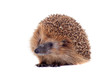 European hedgehog (Erinaceus europaeus) on white