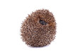 European hedgehog (Erinaceus europaeus) on white
