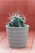 Photo: Little prickly cactus in a pot Little prickly cactus in a pot