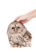 Ural Owl (Strix uralensis), isolated on white