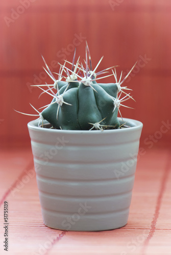 Photo: Little prickly cactus in a pot Little prickly cactus in a pot
