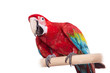 Photo: Red-and-green Macaw (Ara chloropterus) on white Red-and-green Macaw (Ara chloropterus) on white