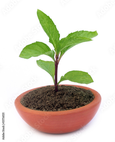 Photo: Mint plant on a clay pot Mint plant on a clay pot