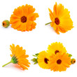 Calendula. flowers isolated on white collage
