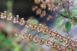 Medicinal holy basil or tulsi leaves and flowers