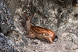 Sika deer