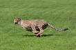 Running cheetah