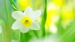 Narcissus in the green grass