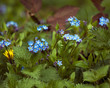 Wild Spring Fowers