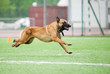 funny Belgian Shepherd Malinois dog running