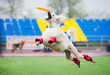 Frisbee poodledog catching