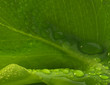 Waterdrops