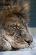 Lion qui dort