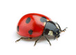 Ladybug On White Background