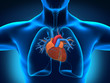 Human Heart Anatomy