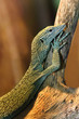 Baby Komodo Dragon