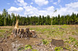 tree stumps and felled forest