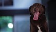 Mixed breed dog panting heavily