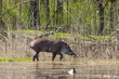 Foto: Lowland tapir (Tapirus terrestris) in marshy area Lowland tapir (Tapirus terrestris) in marshy area