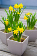 Photo: daffodil- Narzissen daffodil- Narzissen